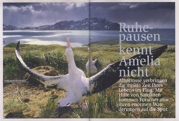 Beitrag über Albatrosse
