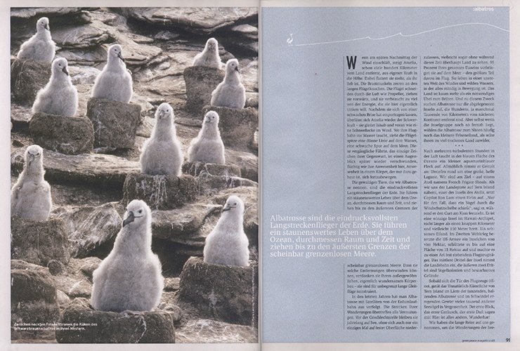 Beitrag über Albatrosse