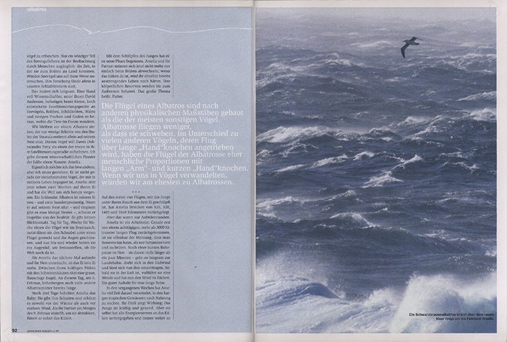 Beitrag über Albatrosse